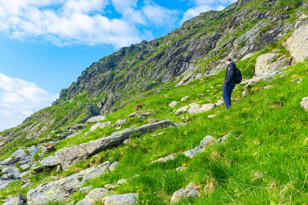 Erkek turist yeşil dağ yamacında duruyor ve vahşi tilkiye bakıyor. Transfagaras yolunun yakınındaki dağlarda gezinmek dünyanın en güzel yollarından biridir. Karpatlar. Romanya