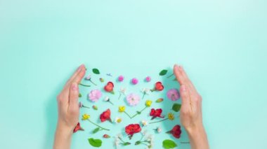 Doğal çiçeklerin, tomurcukların ve taze yaprakların 4k bileşimi açık mavi arka planda dişi ellerinden ortaya çıkar. Bahar ve yaz konsepti. Hareket animasyonunu durdur. Düz yatıyordu. Boşluğu kopyala.