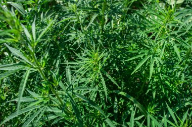 Kenevir çalıları. Kenevir bitkisinin yeşil yaprakları. Geçmişi. Kenevir, kağıt, giysi, ayakkabı, ip, iplik yapımında tıbbi amaçlar için gıda (tohum ve yağ) olarak kullanılır..