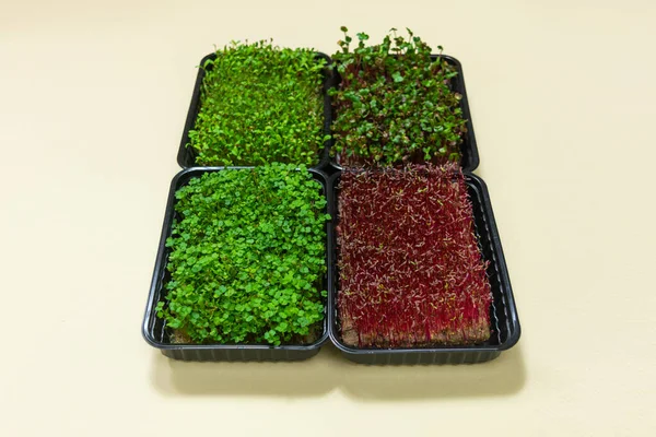 Vier Containers Met Groeibare Microgreens Groene Rode Spruiten Van Gekiemde — Stockfoto