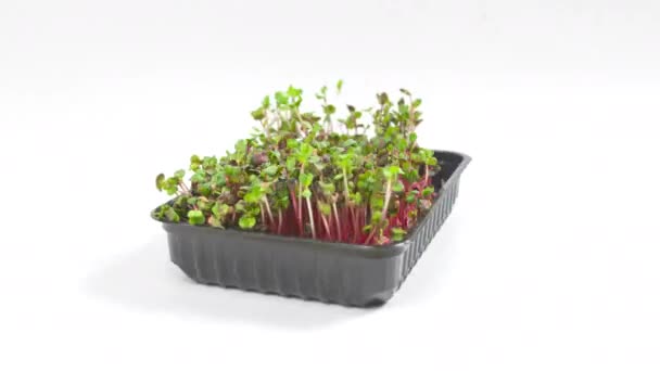 One Container Green Microgreen Sprouts Radish Coral Rotates Its Axis — Stock Video