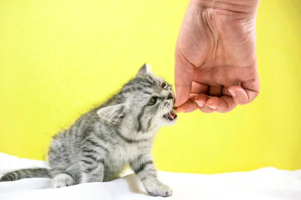 Dłoń Kobiety Trzyma Suche Jedzenie Dla Kotka Little Cute Scottish — Zdjęcie stockowe