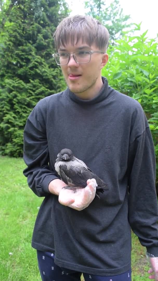 年轻的高加索人 手里拿着一只灰色的乌鸦 背靠着绿色的草坪 宠物及动物护理的概念 — 图库视频影像