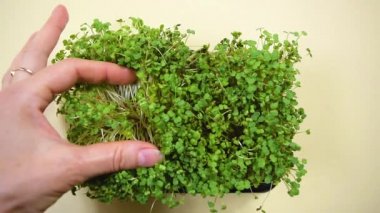 Kadının eli mikroyeşil turp mercanı filizleri yayarak durumlarını kontrol ediyor. Sağlıklı beslenme, sağlıklı gıdalar ve vejetaryenlik kavramı. Sarı arkaplan.