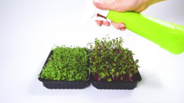 İki konteynır dolusu Arugula ve Turp Mercan. Kadının eli mikroyeşil lahanalara su püskürtür. Sağlıklı beslenme, sağlıklı gıdalar, vejetaryenlik kavramı. Beyaz arkaplan.