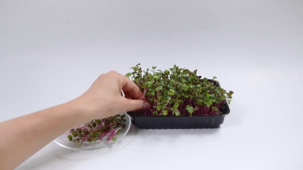 Woman Hand Plucks Microgreen Radish Coral Sprouts Puts Them Plate — Stock Video