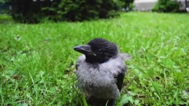 Ένα Γκρίζο Κοράκι Μπλε Μάτια Στο Πράσινο Γρασίδι Πληθυσμός Πτηνών — Αρχείο Βίντεο