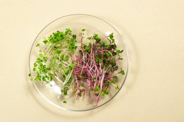 Genç yaşta, cam şeffaf bir plaka içinde kırmızı turp mercanı ve yeşil roka filizlenir. Açık sarı arkaplan. Kapatın. Sağlıklı beslenme, sağlıklı gıdalar, vejetaryenlik kavramı.