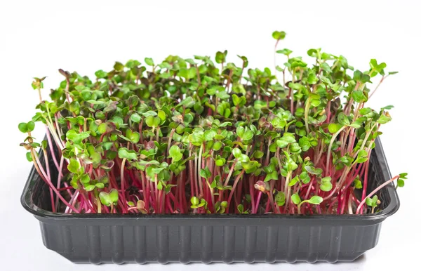 Een Container Met Gekweekte Scheuten Microgroen Van Radijs Koraal Groene — Stockfoto