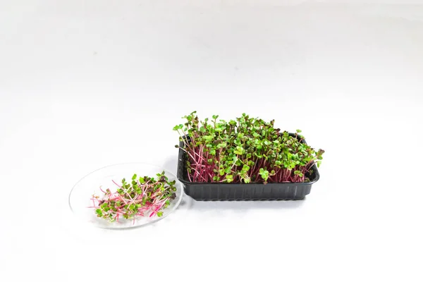 Cut Radish Coral Microgreen Sprouts Plate Container Green Red Young — Stock Photo, Image