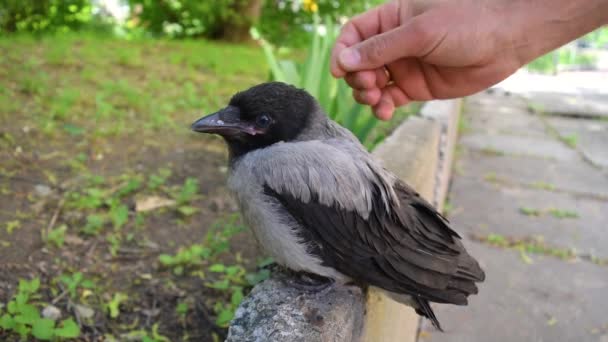 Tangan Pria Membelai Anak Burung Gagak Kecil Yang Lucu Yang — Stok Video