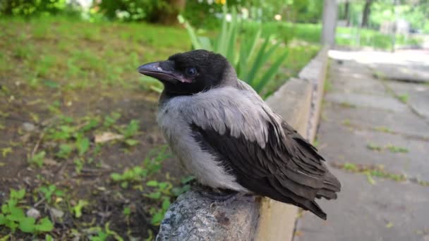 Roztomilé Malé Šedé Mládě Sedí Hranici Přední Zahradě Populace Ptáků — Stock video