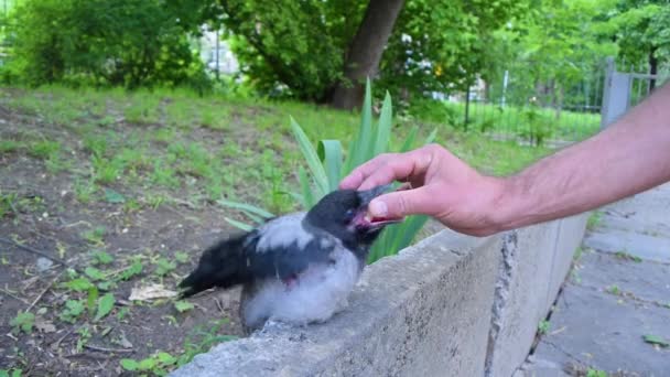 Kaukasischer Mann Füttert Ein Niedliches Krähenjunges Das Auf Einem Rand — Stockvideo