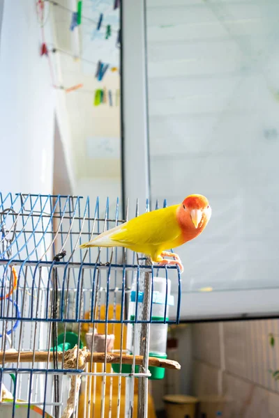 Beautiful pet bird at home. The rosy-faced lovebird (Agapornis roseicollis) sitting on his cage in the loggia. The parrot is also known as the rosy-collared or peach-faced lovebird.