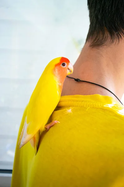 Приборканий Красивий Папуга Сидить Спині Хлопця Лоджії Рожеве Обличчя Любительки — стокове фото