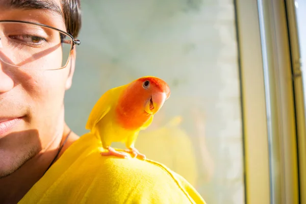Приборканий Красивий Папуга Сидить Плечі Люблячого Молодого Хлопця Лоджії Рожеве — стокове фото