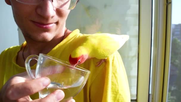 Guy Gives Water Parrot Cup Tamed Beautiful Rosy Faced Lovebird — Stock Video