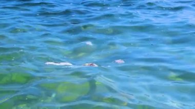 Çöp, kir ve plastik denizin sakin yüzeyinde yüzer. Yakın plan. Gezegen ekolojisi ve çevre kirliliği kavramı.