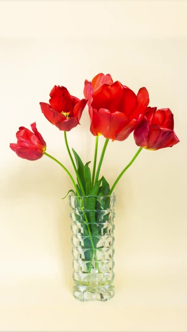 4K赤いチューリップは 花の頭を上げて下げるとゆっくり呼吸します ガラスの花瓶に花の花束 明るい黄色の背景 ストップモーションアニメーション — ストック動画