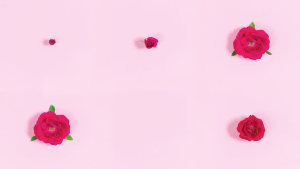 4K六棵红玫瑰花蕾的图案 花冠出现并开放 循环运动 复制空间 平躺在床上浅粉色背景 停止动作动画 文字和设计模板 夏季概念 — 图库视频影像