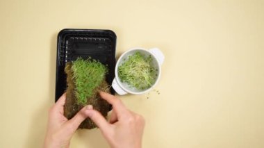 Kızın elleri yemek için chia mikroyeşil lahanaları topluyor ve bir tabağa koyuyor. Sağlıklı beslenme, sağlıklı gıdalar, vejetaryenlik kavramı. Bej arkaplan.
