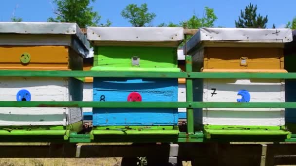 Las Abejas Vuelan Cerca Colmenas Madera Llevadas Prado Soleado Bosque — Vídeo de stock