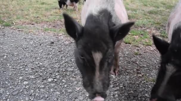 豚の鼻を閉じてください 白と黒のミニ豚が砂利道に立っています 田園風景と国内装飾動物 — ストック動画
