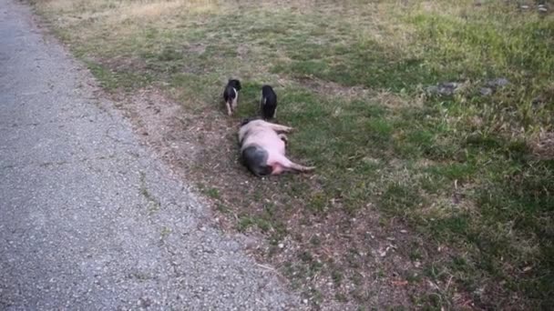 Mãe Porca Jaz Relva Perto Dos Seus Dois Porquinhos Pequenos — Vídeo de Stock