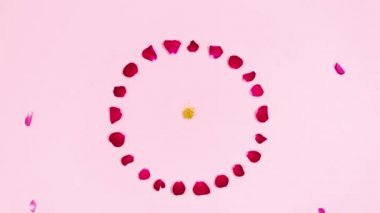 Tomurcuklardan ve gül yapraklarından 4k çiçek havai fişekleri. Açık pembe arka plan. Hareket animasyonunu durdur. Uzayı kopyala Düz yatıyordu. Tatil konsepti. Tebrik kartı.