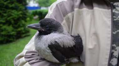 Cute little gray crow cub chick with blue eyes sit on arm of a man. Background of a green lawn. The concept of pets and animal care. Close-up.