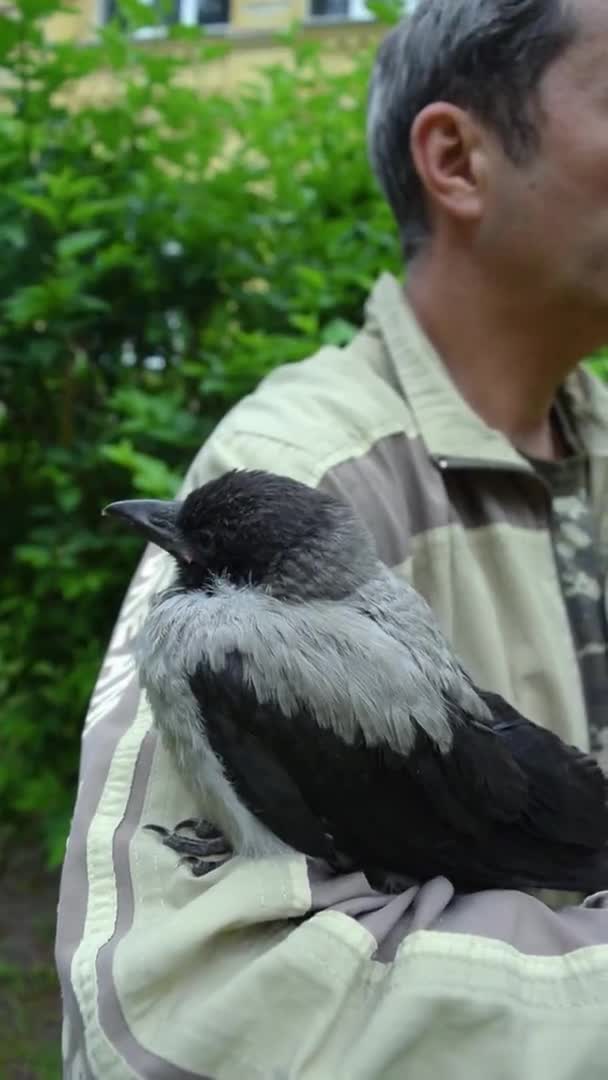 Cute Little Gray Crow Cub Chick Blue Eyes Sit Arm — Vídeo de Stock