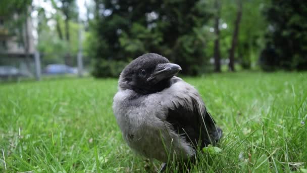 Cute Little Gray Crow Cub Chick Sits Lawn Green Grass — Wideo stockowe