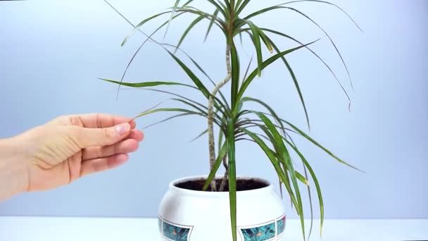 Woman Hand Touches Leaves Beautiful Dracaena Home Plant White Flowerpot — Videoclip de stoc