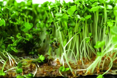 Küf ve çürüme taze yeşil lahanalarda roka mikro yeşillikleri. Uygunsuz bitki bakımından kaynaklanan faydalı filizlenme sorunları. Beyaz arka plan. Kapat..