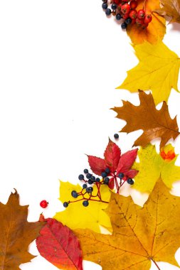 Sarı, kırmızı ve kahverengi sonbahar akçaağacı, meşe yaprakları, yaban mersinleri ve yabani üzümlerle süslenmiş, beyaz arka planda kopya spazmıyla izole edilmiş. Sonbahar sezonu konsepti. Düz yatıyordu.