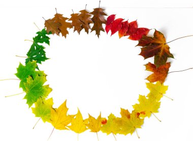 Akçaağaç yaprakları, meşe ve üzümlerden oluşan yuvarlak çerçeve beyaz arka planda izole edilmiş. Yapraklar yeşilden soluk kahverengiye doğru sıralanır. Üç sonbahar ayının sembolleri. Sonbahar kavramı.