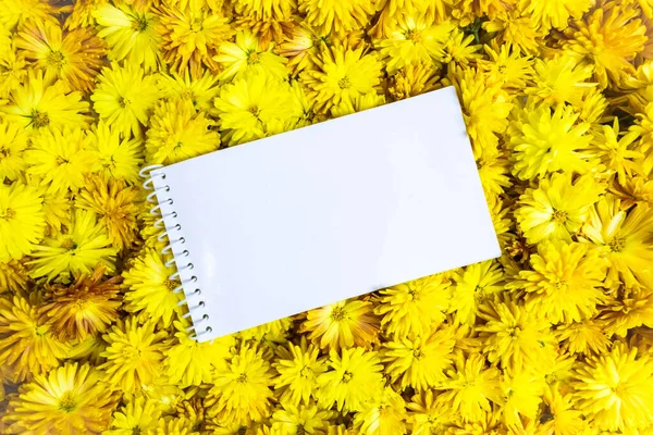 White notebook for notes on the background of heads of yellow chrysanthemum flowers. Yellow floral autumn background. Copy space. Flat lay.