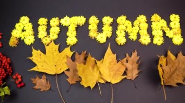 Krizantem çiçeğinin sarı başlarından oluşan bir sonbahar. Sonbahar akçaağaç yaprakları rüzgarda uçuşuyor. Siyah arka planda bir sürü kırmızı kızılcık çileği. Düş! Düz yatıyordu. Boşluğu kopyala.