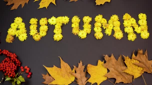 Word Autumn Aus Gelben Chrysanthemen Blüten Herbstliche Ahornblätter Fliegen Wind — Stockvideo