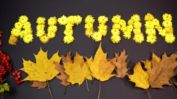 Slovo Podzim Žlutých Květů Chryzantémy Podzimní Javorové Listy Vznášejí Větru — Stock video