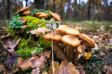 Yeşil yosun ve yaban mersini çalılarının arasında bir sonbahar ormanının arka planında güzel bir bal mantarı kümesi büyüdü. Doğanın sonbahar hediyeleri. Yakın plan. Armillaria mellea, bal mantarı olarak bilinir..