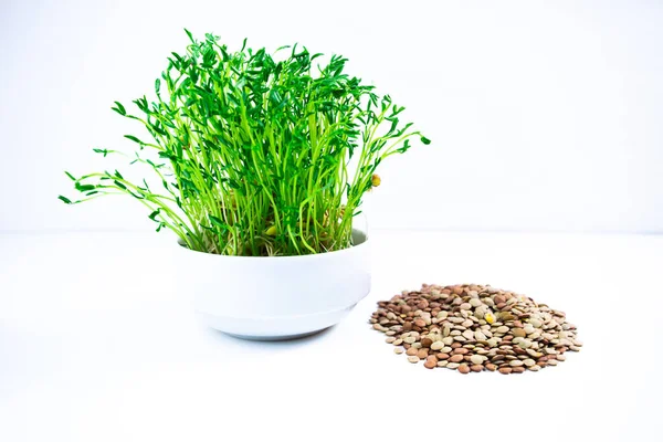 White Bowl Fresh Young Shoots Lentil Microgreen Sprouts Seeds White — Stockfoto