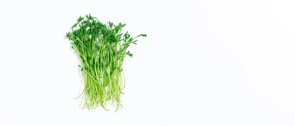 Fresh Cut Young Shoots Lentil Microgreen White Background Close Concept — Zdjęcie stockowe