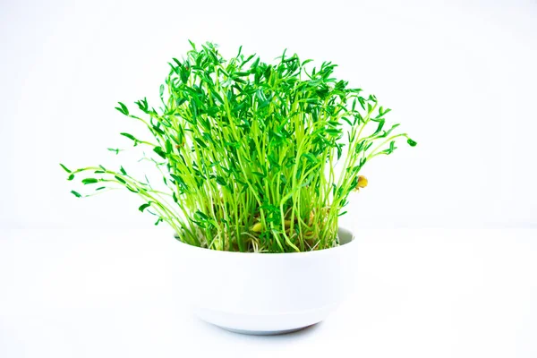 White Bowl Fresh Young Shoots Lentil Microgreen Sprouts Close White — Stockfoto