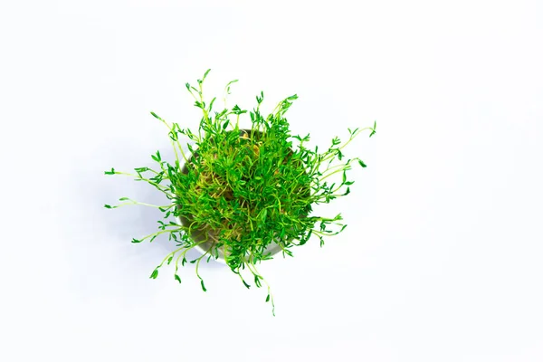 White Bowl Fresh Young Shoots Lentil Microgreen Sprouts Close White — Zdjęcie stockowe