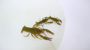Live crayfish crawl in the water in a white bathtub. Catching crayfish for human consumption.
