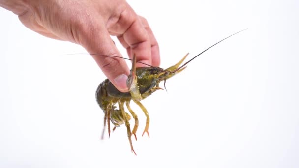Man Hand Holds Live Crayfish Moves Its Limbs White Background — Stok video