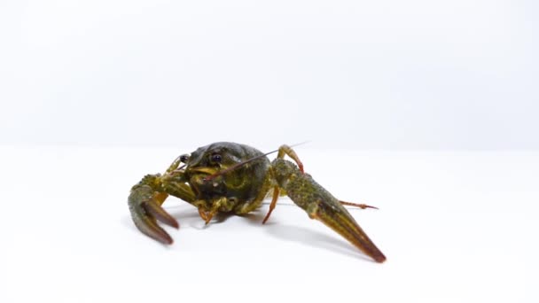 One Live Crayfish Creeps Stops White Background Catching Crayfish Human — Vídeos de Stock