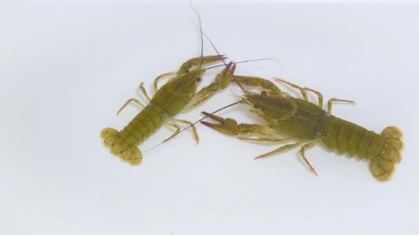 Two Live Crayfish Crawl Clear Water White Background Catching Crayfish — Vídeo de Stock