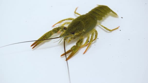 One Live Crayfish Moves Its Claws Limbs Clear Water White — Stok video